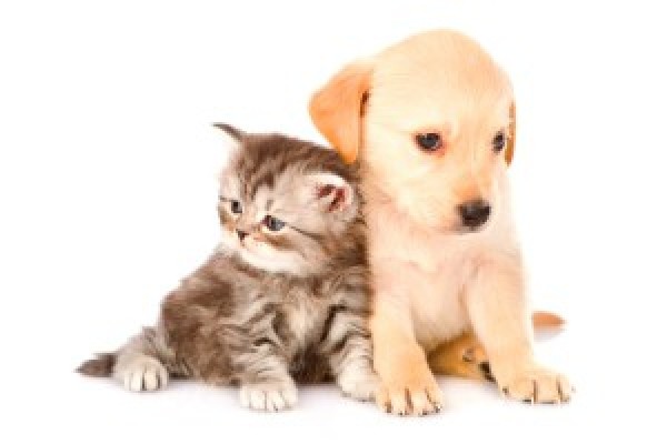 Aliments pour animaux de companie